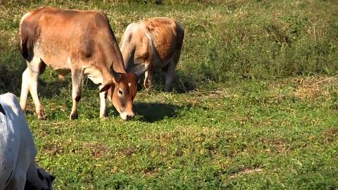 UFRPE Researcher joins Feedpedia team, a World Information System on Animal Feed UFRPE Researcher joins Feedpedia team, a World Information System on Animal Feed