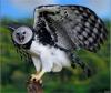 Tópicos Especiais em Patologia Animal