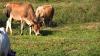 UFRPE Researcher joins Feedpedia team, a World Information System on Animal Feed